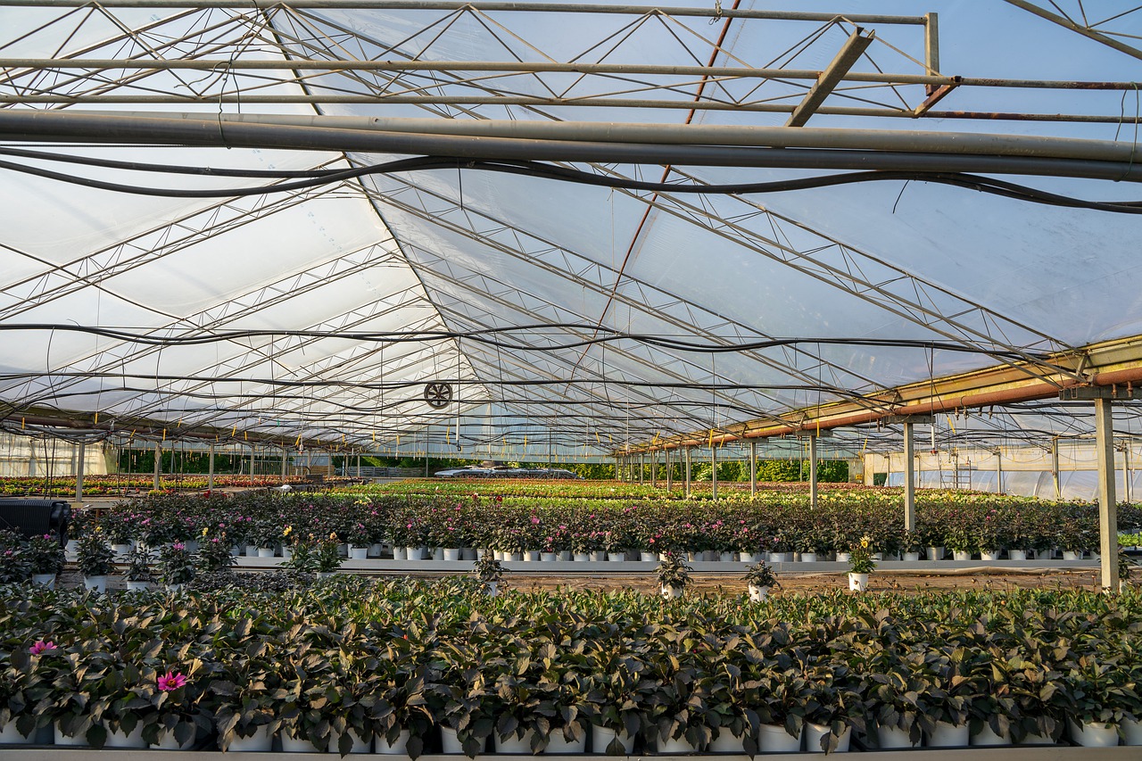 greenhouse, agriculture, grow-4262241.jpg